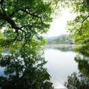 버들피리 이미지