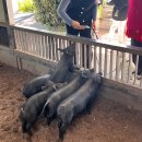 글로리아약국 | 제주도버스투어패키지 국내여행 | 중문감성투어 후기 (핫플트립)