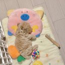 아라요양병원 | 보리가 허리디스크 통증으로 아팠던 한 주 일상상 / 하지만 난 할 거 다해....