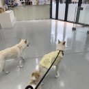 독스하트 | 일산 애견 유치원, 독스하트 삼송점 애견유치원 후기 (애견 호텔, 스파 가능)
