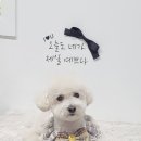 댕댕이미용실 이미지