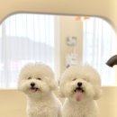 트리밍스튜디오제제 이미지