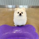 댕라이킷 이미지