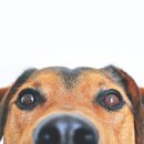 분당24시동물의료센터 이미지