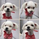 은마로동물병원 이미지