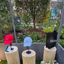 데이지데이 이미지