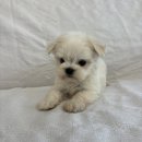 오독안심분양센터 강아지분양 고양이분양 목동점 이미지