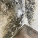 톡하우징 | [일산도배 정발산동 도배 후기] 벽지 속 곰팡이, 실크벽지로 감성 있게 해결! – 일산 도배는 주호하우징