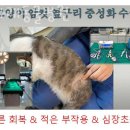금나래동물병원 네이버블로그