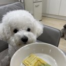 오해피댕 | 구미 애견 수제간식점(얌야미,오해피댕) 후기