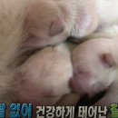 노원N동물의료센터 이미지