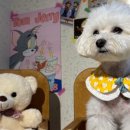 오늘도 댕댕 이미지