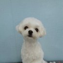 멍이가 웃통벗는날 이미지