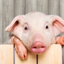 돼지PC방 이미지