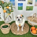 댕스히얼 이미지