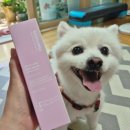 고아똥 펫그루밍 | (소소온기) 향기좋은 올인원 EGF 강아지 산책 스프레이로 진드기 해충 방지 고고