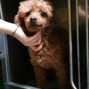 펫 앤 쉘터 동물병원 이미지