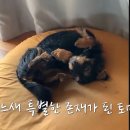[캐나다체크인] 임보하던 강아지 토미와 만난 이효리 이미지