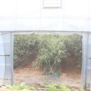 덕천리전*균태양광 | 생산농가 탐방 - 안광진(유기농 토종 고추, 충북 괴산)