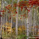 자작나무길펜션 이미지