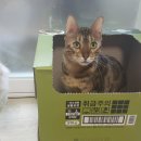 뱅갈냥이 이미지