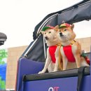 천지 애견 이미지