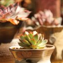 금지농약사 이미지