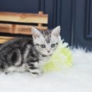 행복한집사 이미지