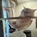 살랑 그루밍 이미지