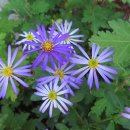 카페꽃길 이미지