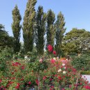 씨유(CU) 당산역한강점 | 양화한강공원 장미정원 후기 🌹 선유도공원 데이트 코스