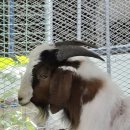 우리염소 이미지