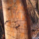 노각나무 이미지