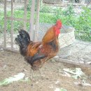 성계농장 이미지