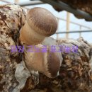 고노골농장 이미지