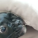 디엔씨펫 | [내돈내산] 강아지 방석 <펫디엔씨 마약 방석> 구매 후기