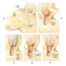 로잔동물의료센터 이미지