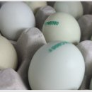 청계농장 | 생생정보 나나랜드 청계란 택배 주문 방법 청란 유정란 농장 위치 연락처 숲속청계농장