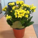 서울꽃화분