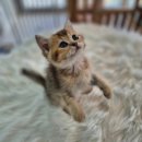 오즈캣 DMC점 이미지