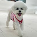 딩동댕독 이미지