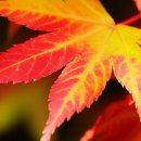 이룸민박 | 내장산 단풍 터널 산책: 2025년 실시간 단풍 현황 체크 방법 완벽 가이드