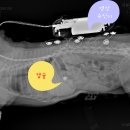 금빛동물수술센터 이미지