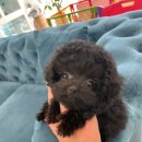 퍼피로운 강아지분양 일산본점 이미지