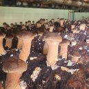 원탑농원 이미지