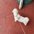 분당에덴동물병원 | 분당 장재영외과동물병원 슬개골탈구 초진 후기 &amp; 추천