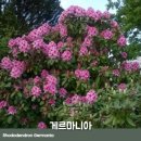 화목조경 이미지