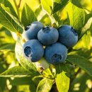 안포 농장 이미지