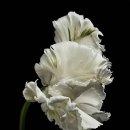 AAP 매거진 2026 상 - 뛰어난 자연 분야 수상자 이미지
