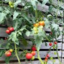 산내음 목장 이미지